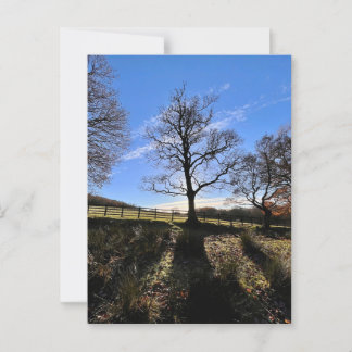 Cartão Postal Uma árvore solitário.