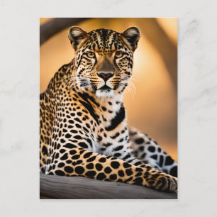 Cartão Postal Uma Bacia-Leopardo no Sol
