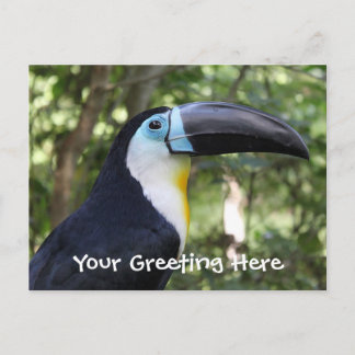 Cartão Postal Uma bela foto de tucano