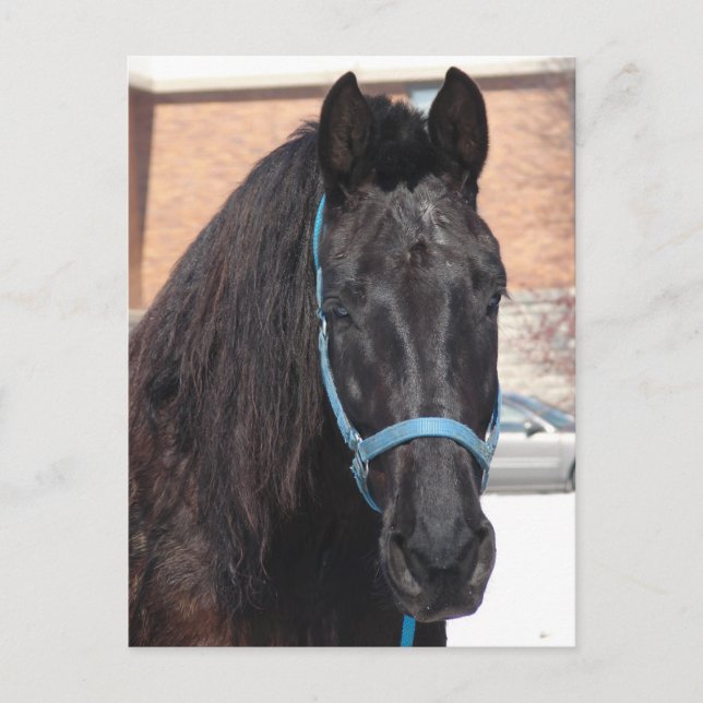 Cartão Postal Uma Beleza Negra (Frente)