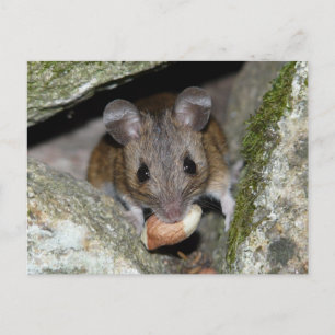 Cartão Postal Uma boca verdadeira