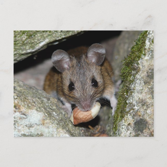 Cartão Postal Uma boca verdadeira (Frente)