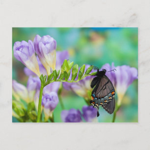 Cartão Postal Uma Borboleta Monarca   Danaus Plexippus
