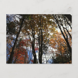 Cartão Postal Uma caminhada de outono no Estado de Nova Iorque