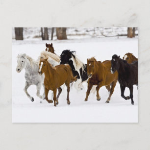 Cartão Postal Uma cena de inverno de cavalos correndo