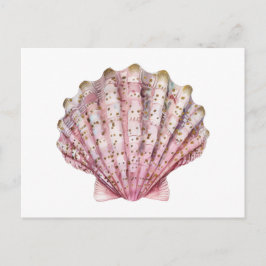 Cartão Postal Uma concha de invertebrado rosa