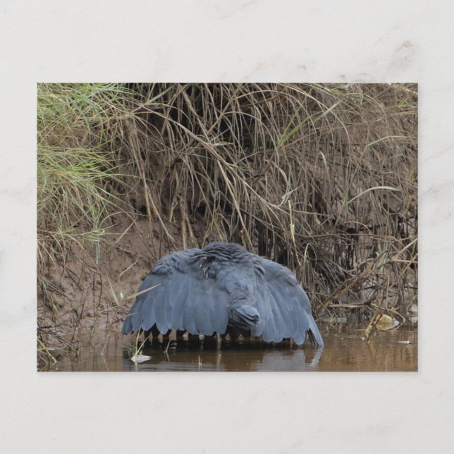 Cartão Postal Uma copa de Black Heron alimentando (Frente)