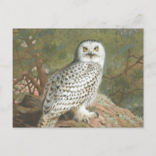 Cartão Postal Uma coruja de neve do Archibald Thorburn