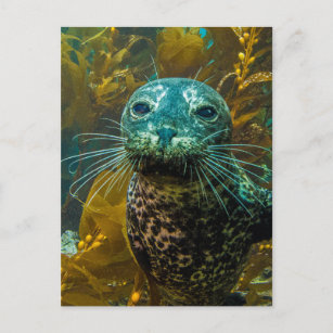 Cartão Postal Uma Curiosa Floresta de Seal Kelp Do Porto   Papai