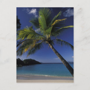 Cartão Postal Uma das melhores praias do mundo; baía de tronco e