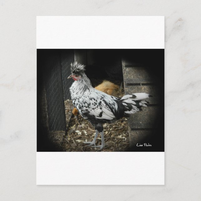 Cartão Postal uma design maravilhosa de um belo pássaro exótico (Frente)