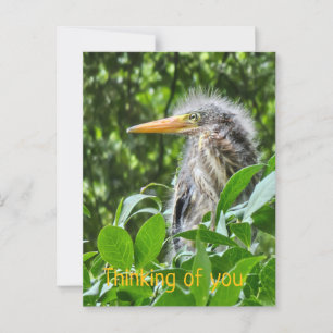 Cartão Postal Uma égua verde. Pensando em você