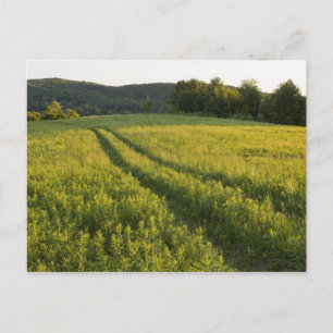 Cartão Postal Uma estrada de fazenda em Sabins Pasture em Montpe