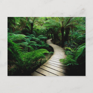Cartão Postal Uma estrada no meio da floresta selvagem