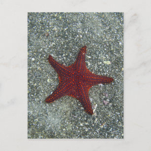 Cartão Postal Uma estrela do mar vermelha Galápagos, Equador