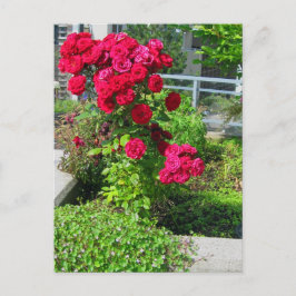 Cartão Postal Uma explosão de Rosas postais
