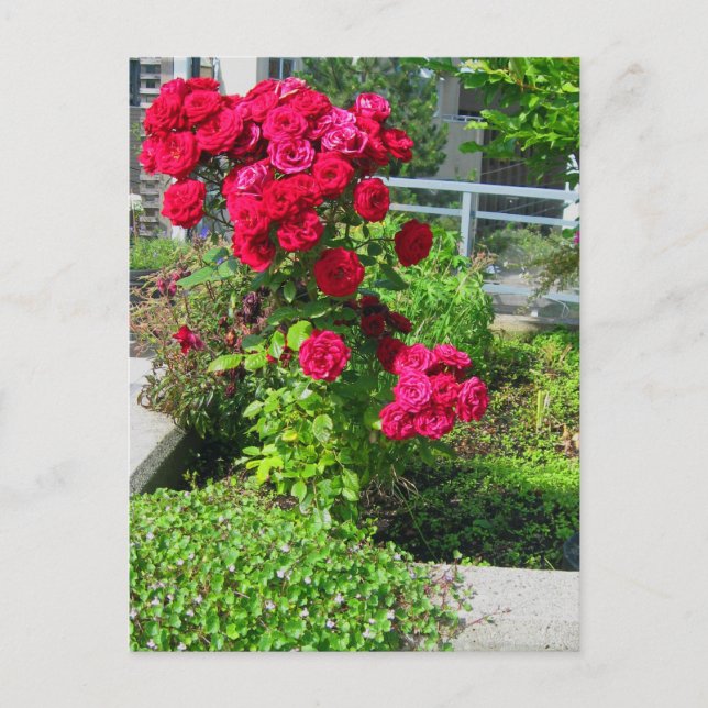 Cartão Postal Uma explosão de Rosas postais (Frente)