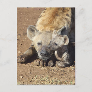 Cartão Postal Uma fêmea com hiena e seu filhote, Kruger