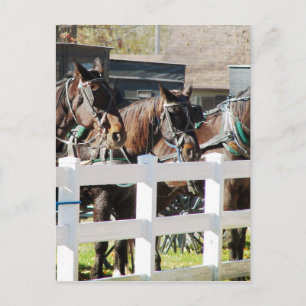 Cartão Postal Uma Fileira de Cavalos Amish