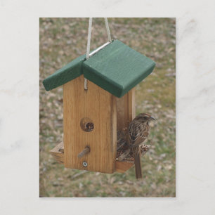 Cartão Postal Uma Finch no alimentador