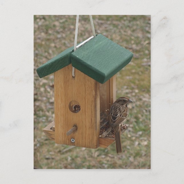 Cartão Postal Uma Finch no alimentador (Frente)