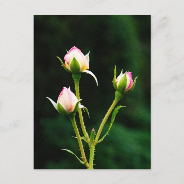 Cartão Postal Uma flor de rosebusto (Frente)