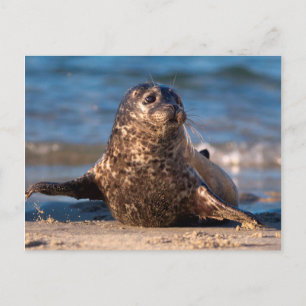 Cartão Postal Uma foca bebê chegando à costa na Children's Pool