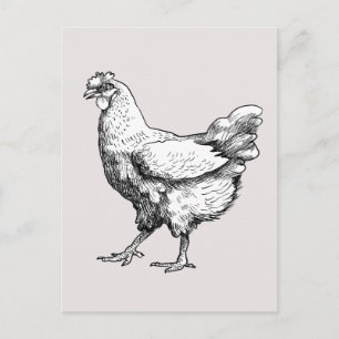 Cartão Postal Uma galinha orgulhosa!