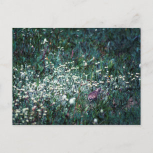 Cartão Postal Uma Laranja num Prado