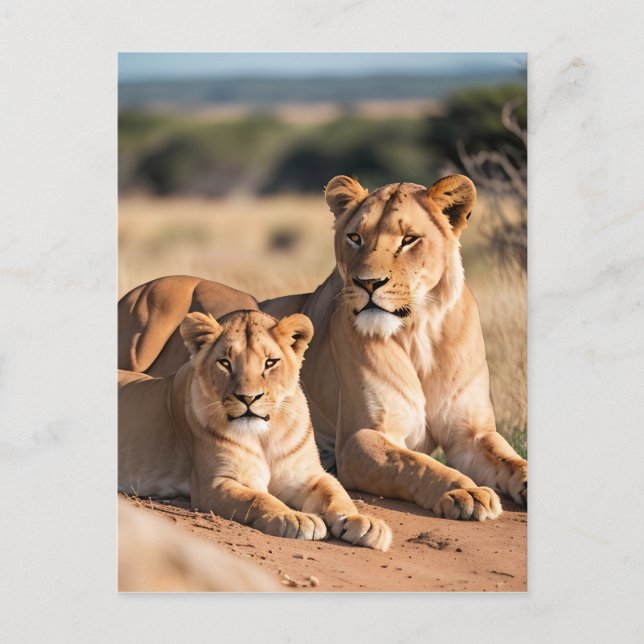 Cartão Postal Uma leoa com seu cubo (Frente)