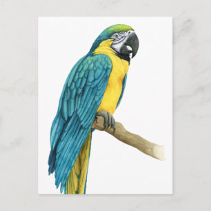 Cartão Postal Uma Macaw Teal