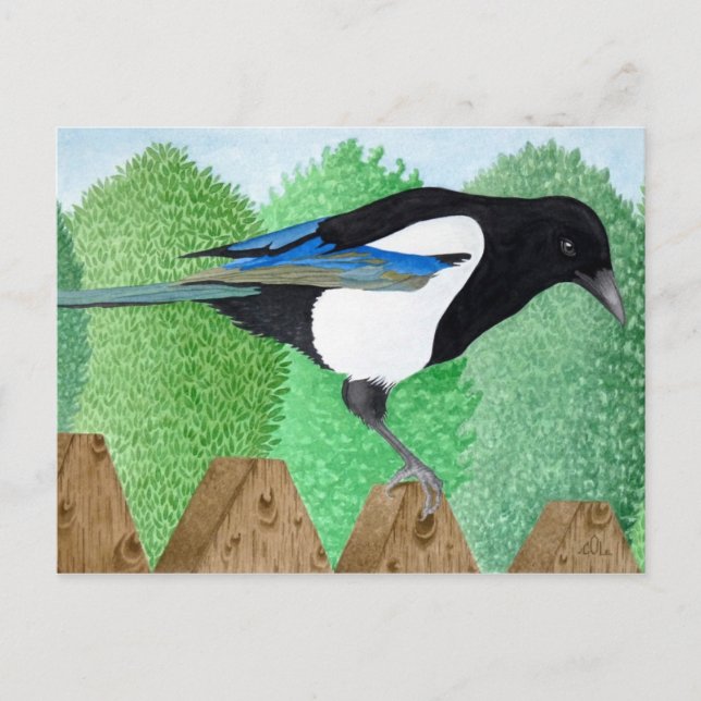 Cartão Postal Uma Magpie empobrecida sobre uma cerca (Frente)