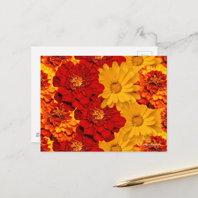 Cartão Postal Uma Medalha de Marigolds Amarelo Vermelho e Laranj (Frente/Verso In Situ)