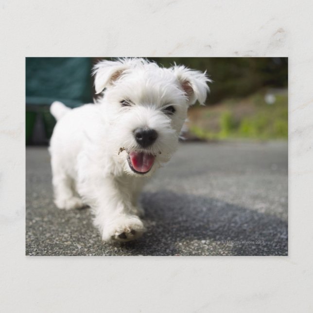 Cartão Postal Uma mulher de dez semanas, West Highland terrier (Frente)