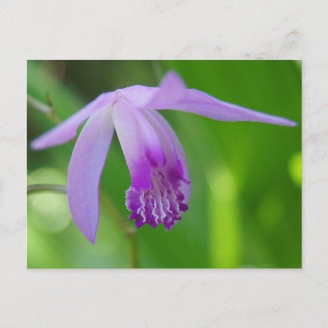 Cartão Postal Uma Orquídea para você! (Frente)