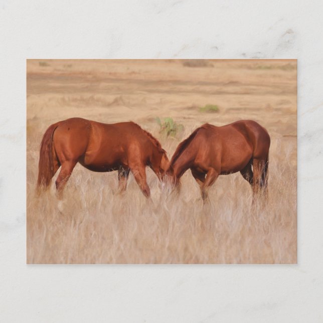 Cartão Postal Uma ou duas cabeças (Frente)