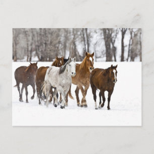 Cartão Postal Uma paisagem de inverno de corrida