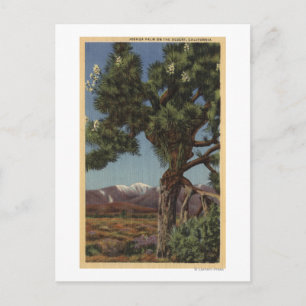 Cartão Postal Uma Palma de Joshua em Bloom no Deserto da Califór