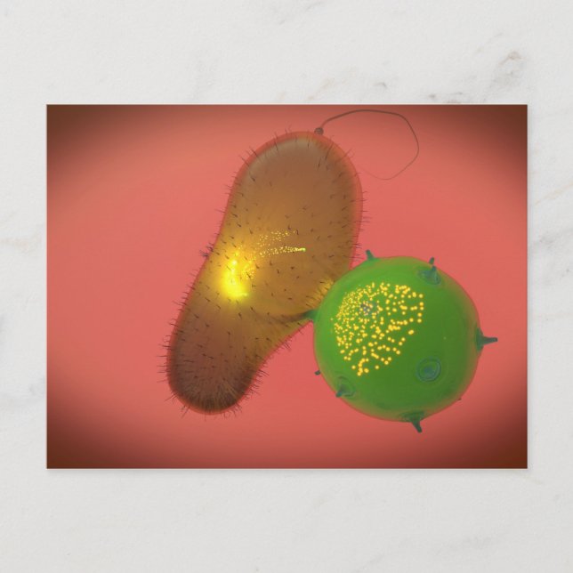 Cartão Postal Uma pilha de assassino natural injeta a toxina (Frente)