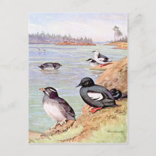 Cartão Postal Uma pintura de Rinocerontes Auklets e Pigeon Uuill