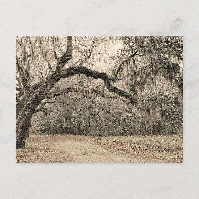 Cartão Postal Uma placa postada Arch of Oakes (Frente)