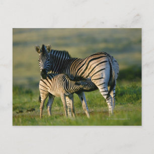 Cartão Postal Uma Plena Zebra alimentando seu filho, Kwazulu-Nat