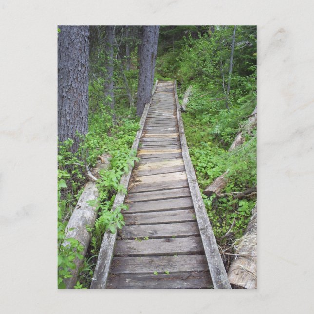 Cartão Postal Uma ponte na floresta (Frente)