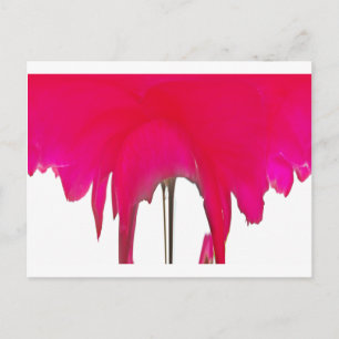Cartão Postal Uma Rosa vermelha maravilhosa sob o céu branco