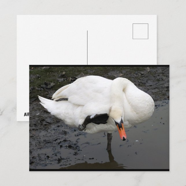 Cartão Postal Uma Saudação Elegante (Frente/Verso)