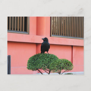 Cartão Postal Uma Selva De Grande Porte Uma Perca Numa Árvore N
