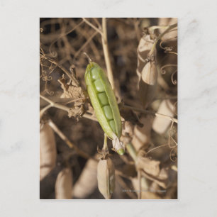 Cartão Postal Uma Vagem Verde Em Uma Planta De Vagem Seca