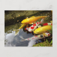 Uma via marítima cheia de carpas japonesas koi