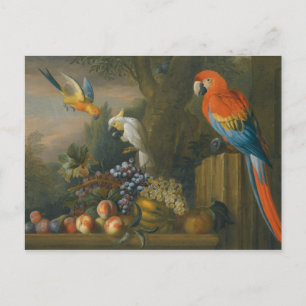 Cartão Postal Uma Vida Estática Com Fruta, Papagaios E Cockatoa