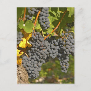 Cartão Postal Uma videira com cachos de uvas Merlot maduras - Ca